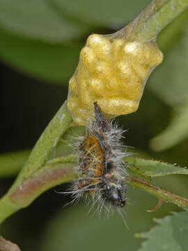 Image of Parasitoid wasp