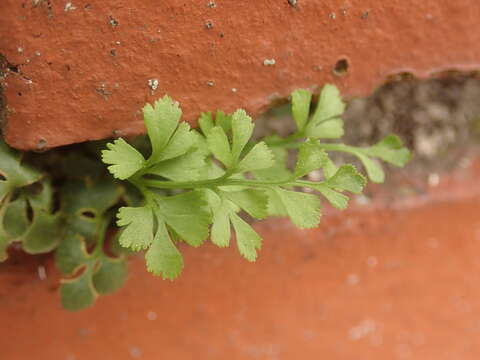 Image of Wall-rue