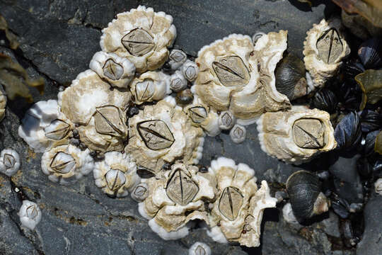 Image of Acorn barnacle