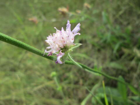 Слика од Knautia arvensis (L.) Coulter