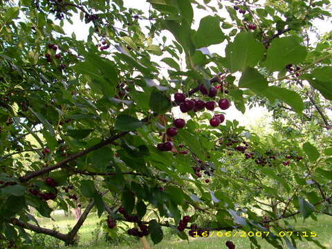 Image of sour cherry