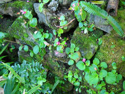 Слика од Begonia cucullata Willd.