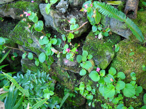 Слика од Begonia cucullata Willd.