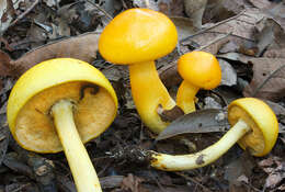 Image of Pulveroboletus curtisii (Berk.) Singer 1947