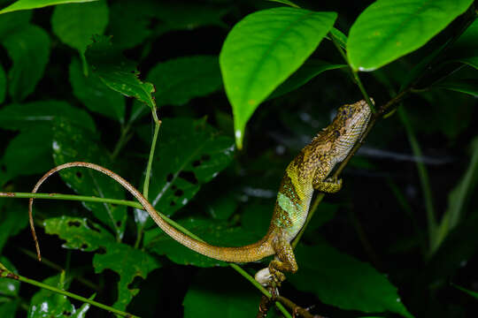 Pseudocalotes kakhienensis (Anderson 1879) resmi