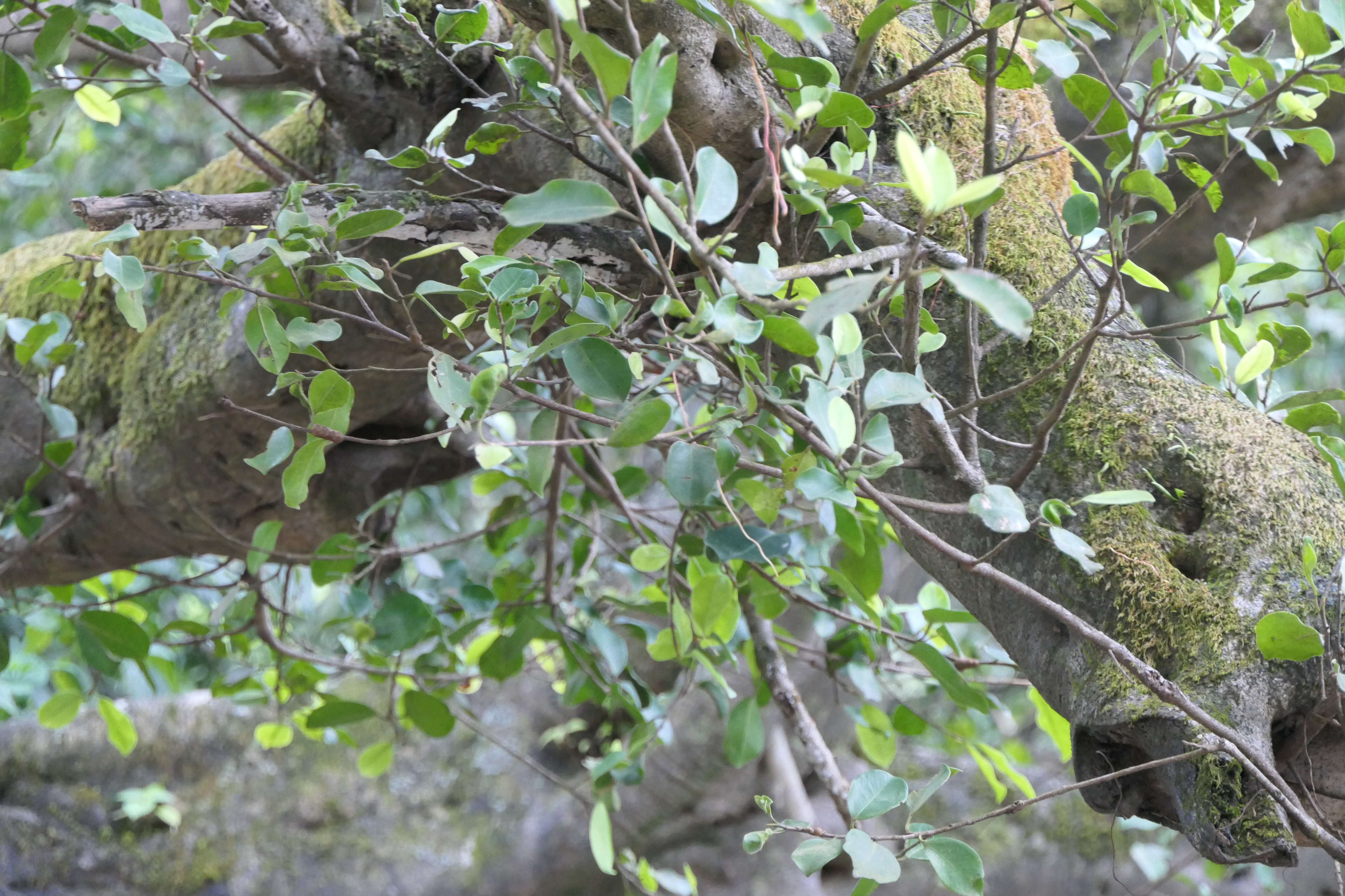 Image of Chinese banyan