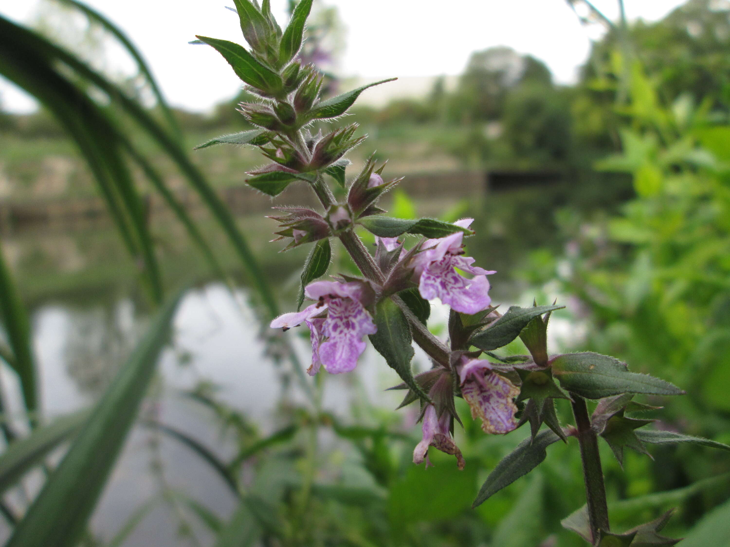 Слика од Stachys palustris L.