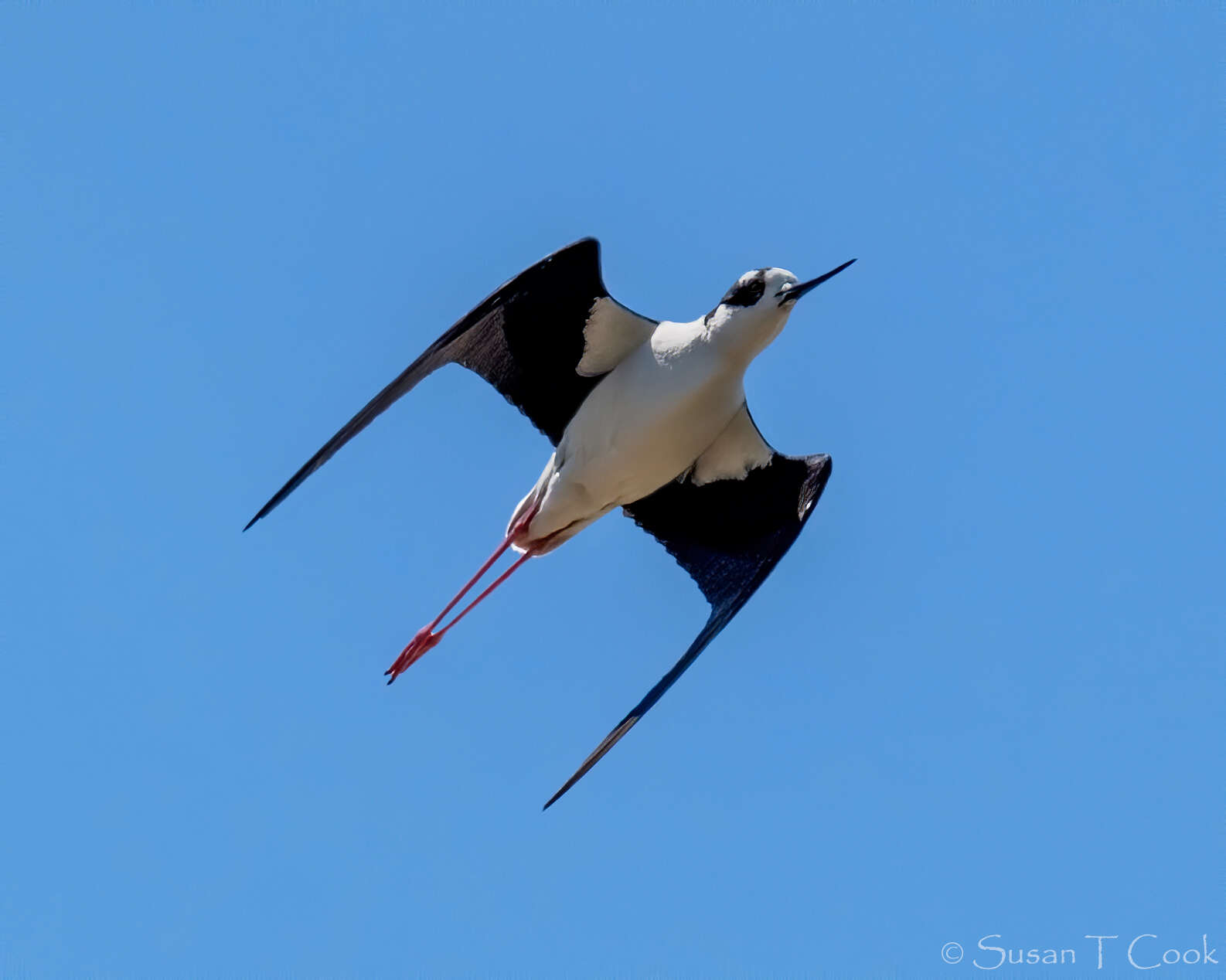 Image of Himantopus Brisson 1760