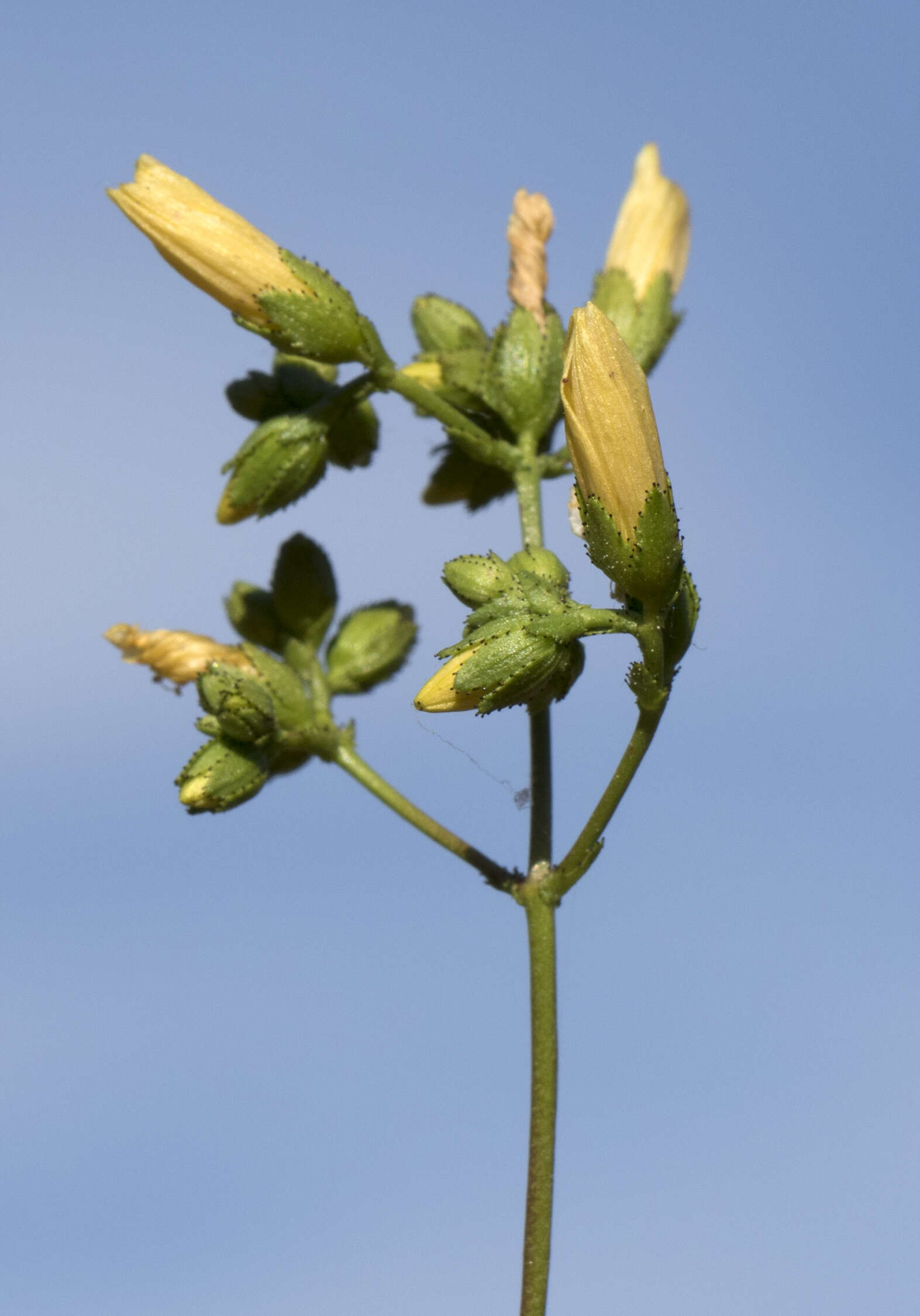 Image of Hypericum lanuginosum Lam.