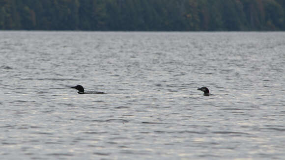 Image of loons