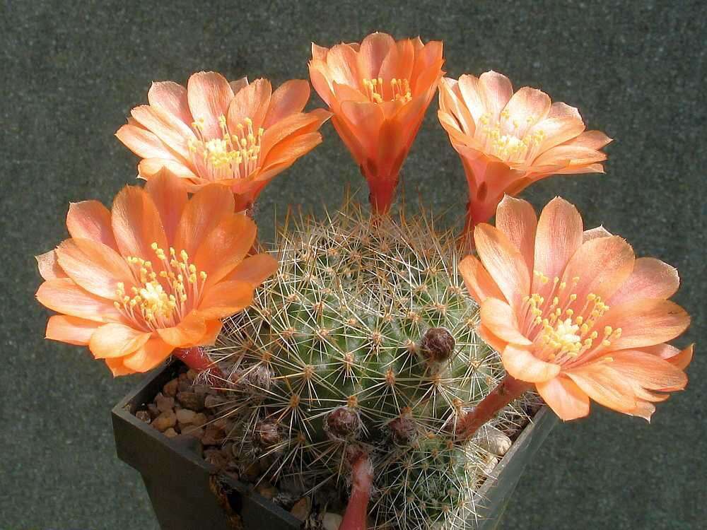 Image of Rebutia pulvinosa F. Ritter & Buining