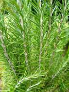 Image of Rosemary