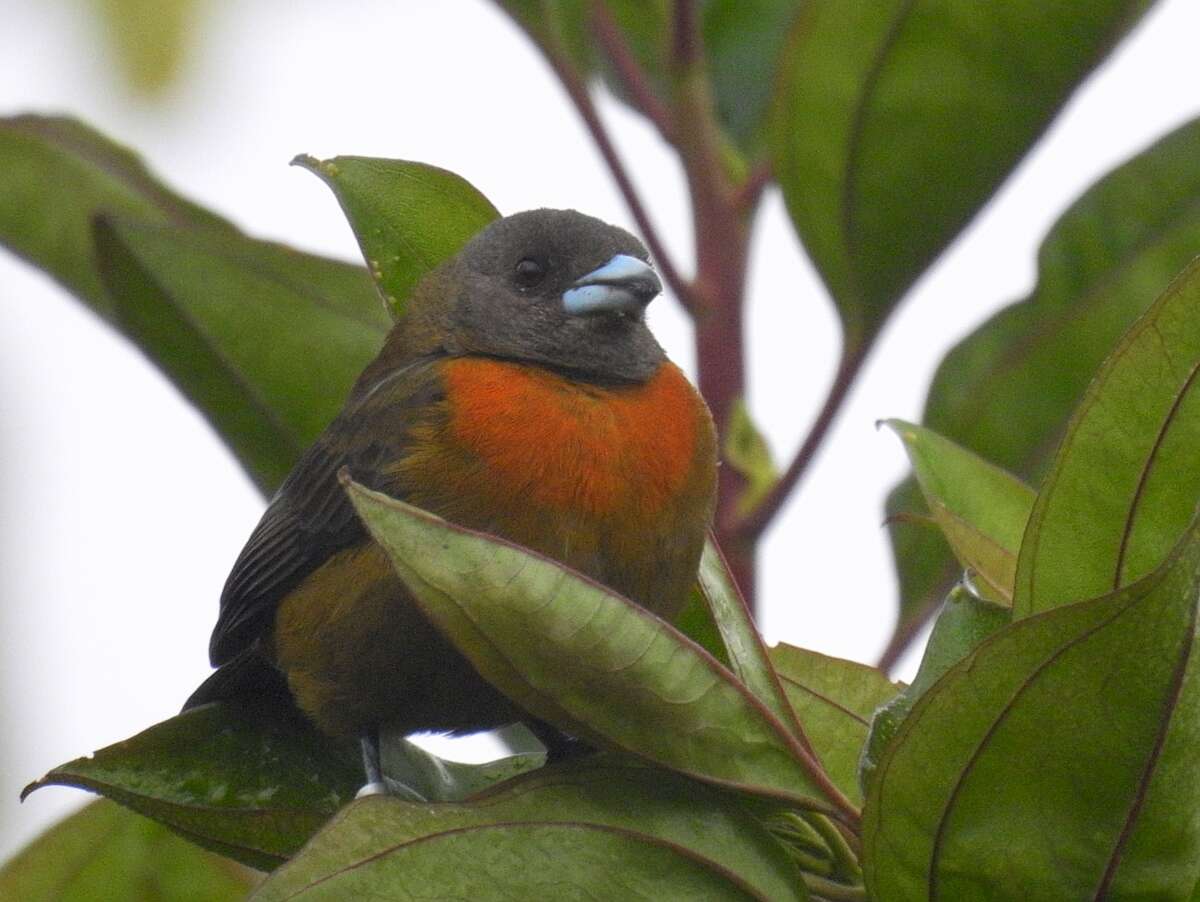 Image of Ramphocelus costaricensis