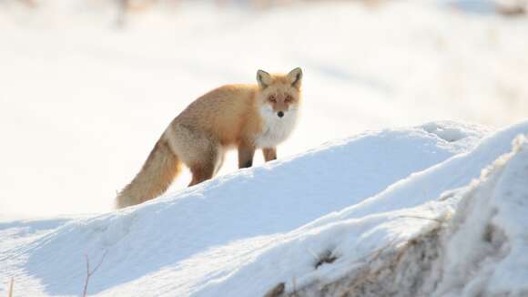 Imagem de Vulpes vulpes schrencki Kishida 1924