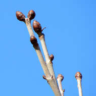 Image of red horse-chestnut