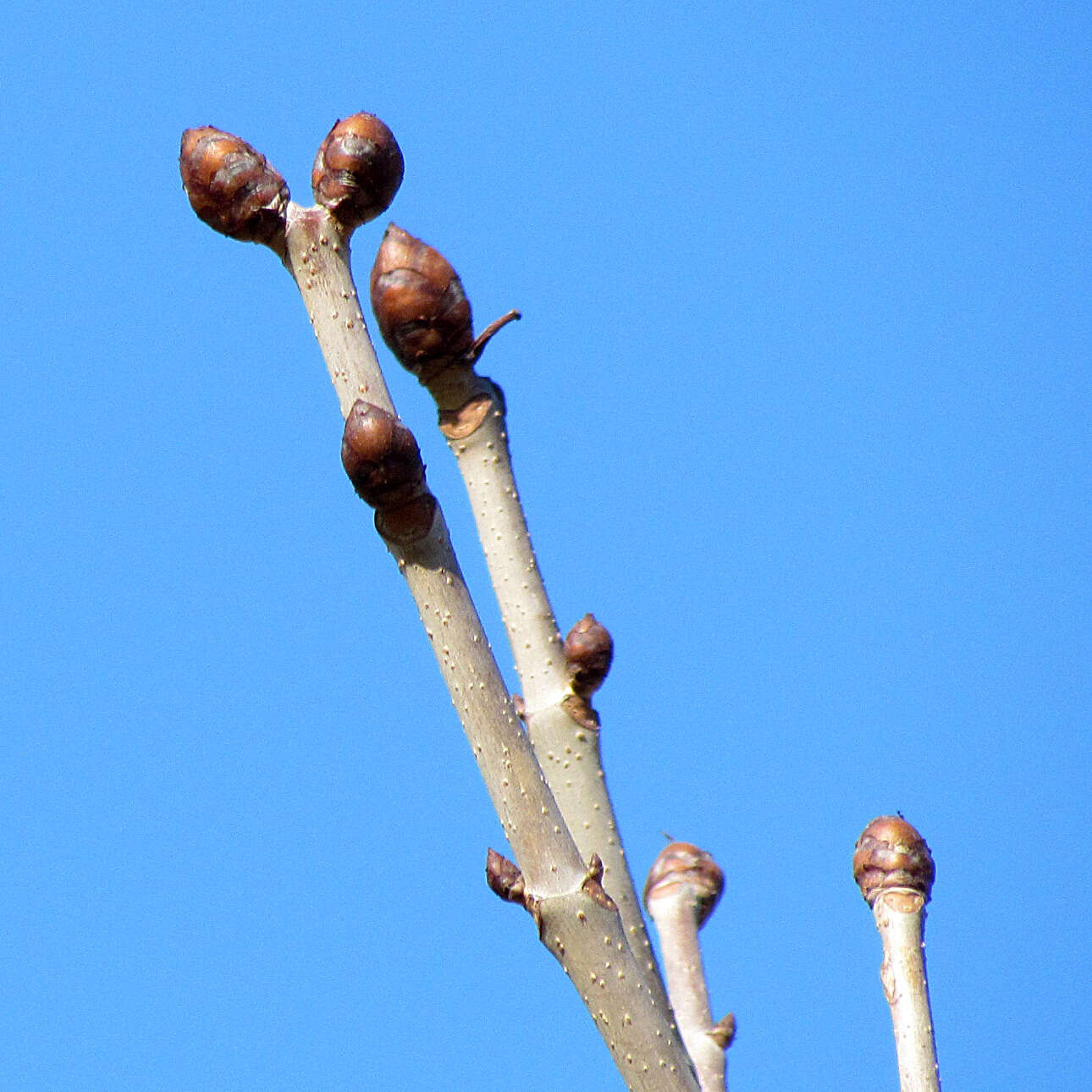 Image of red horse-chestnut