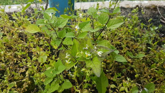 Image of European Black Nightshade