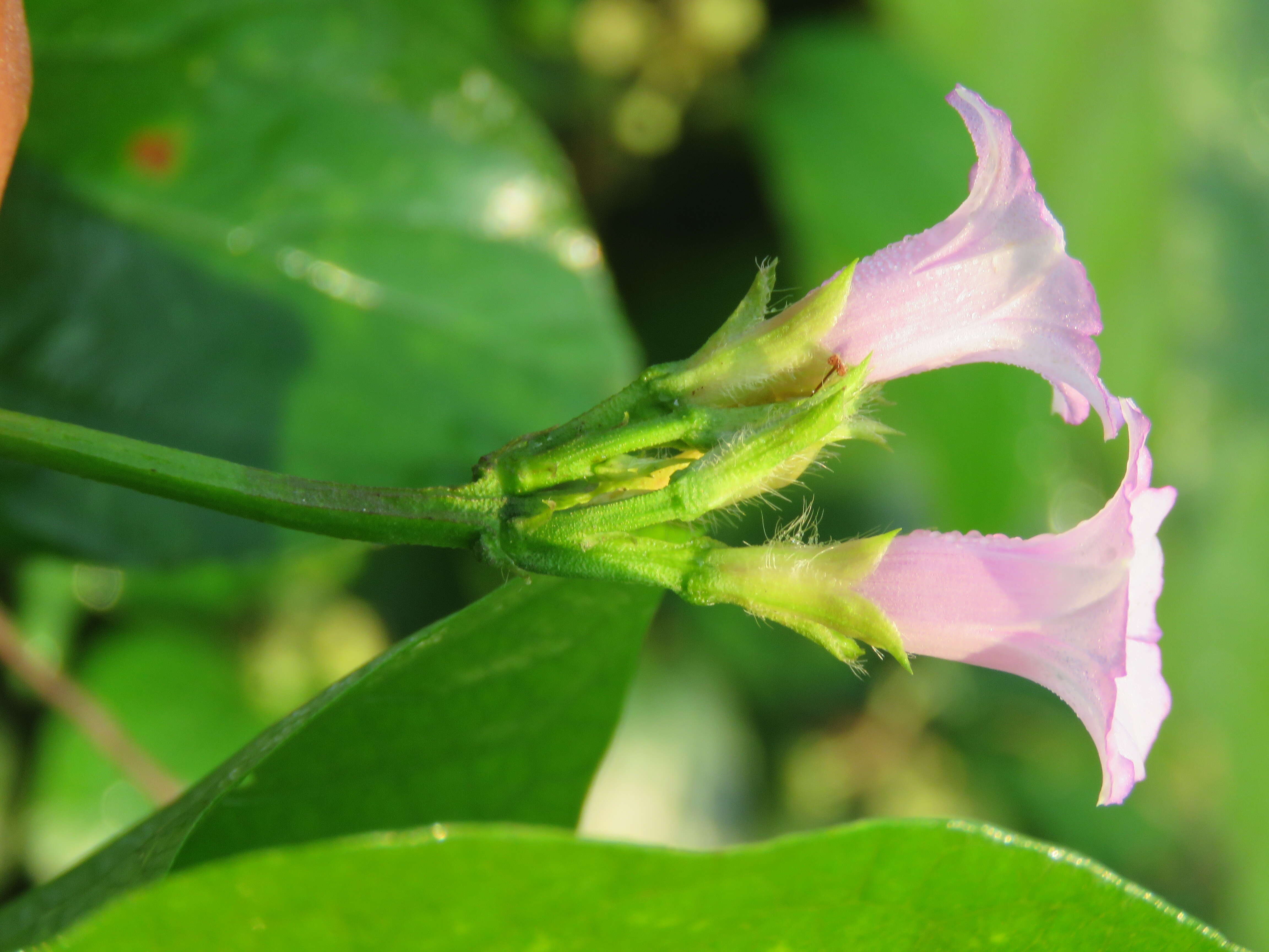 Plancia ëd Ipomoea triloba L.