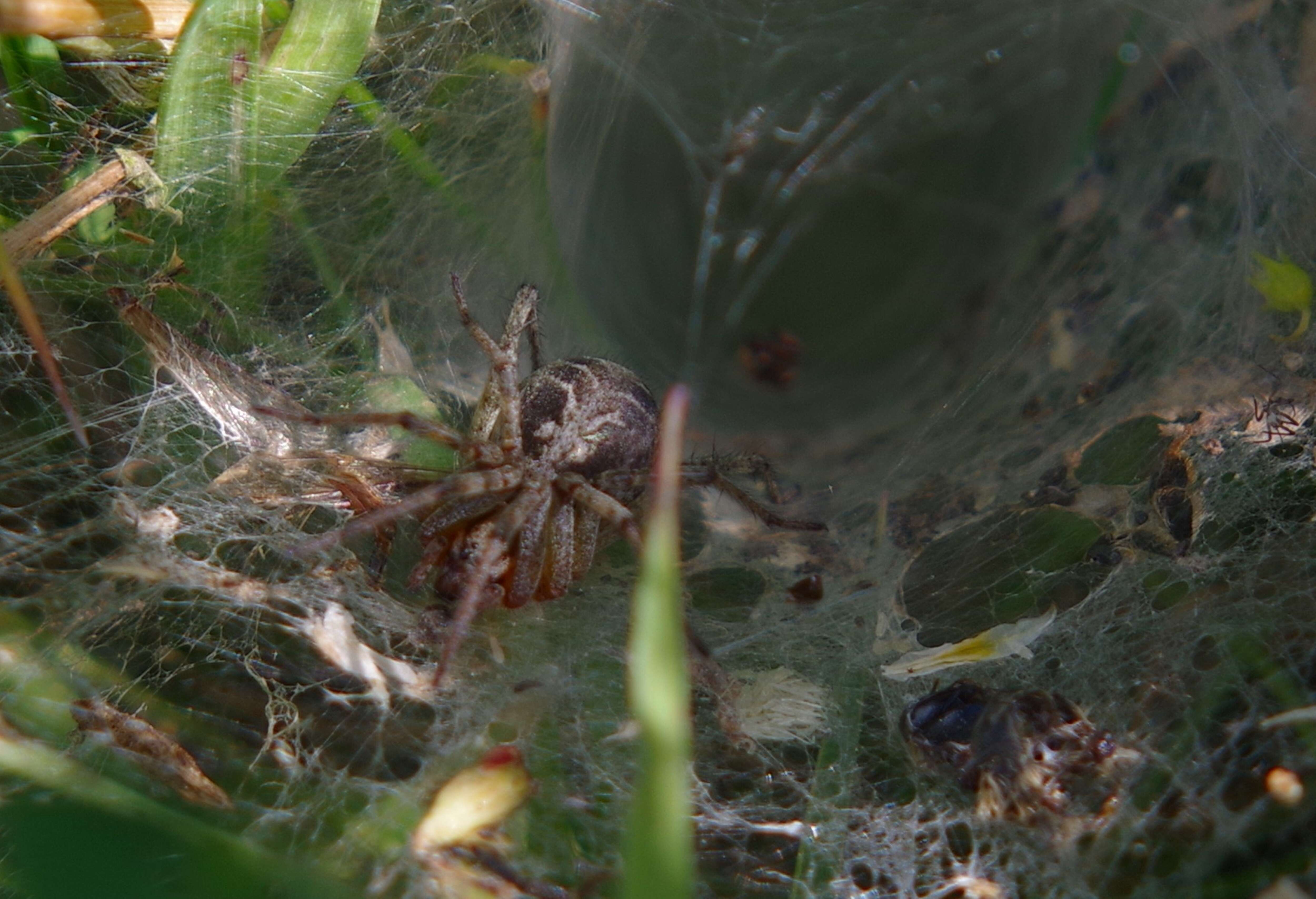 Image of Agelena labyrinthica (Clerck 1757)