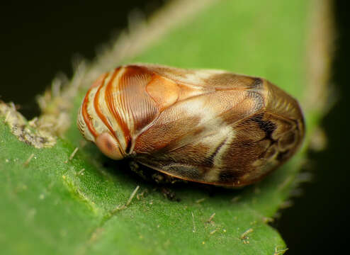 Image of Alder Spittlebug