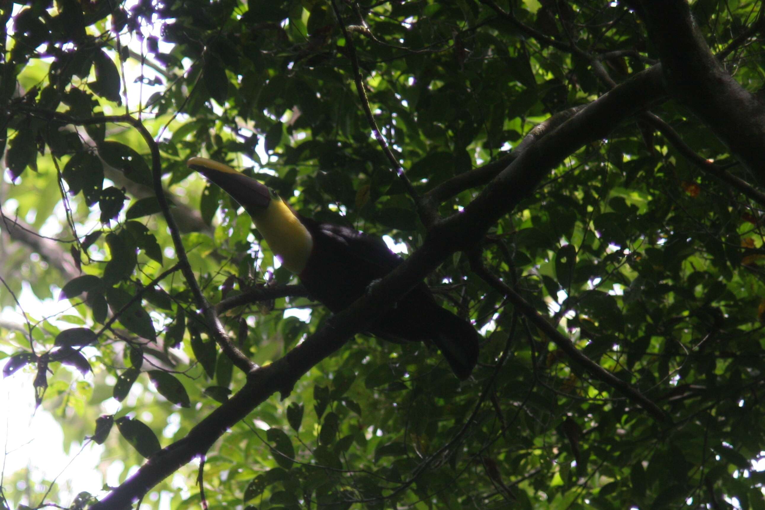 Image of Chestnut-mandibled Toucan