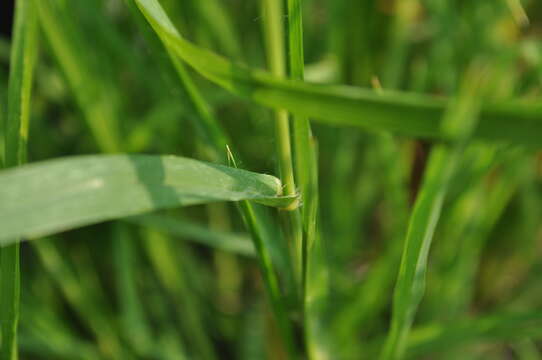 Eleusine indica (L.) Gaertn. resmi