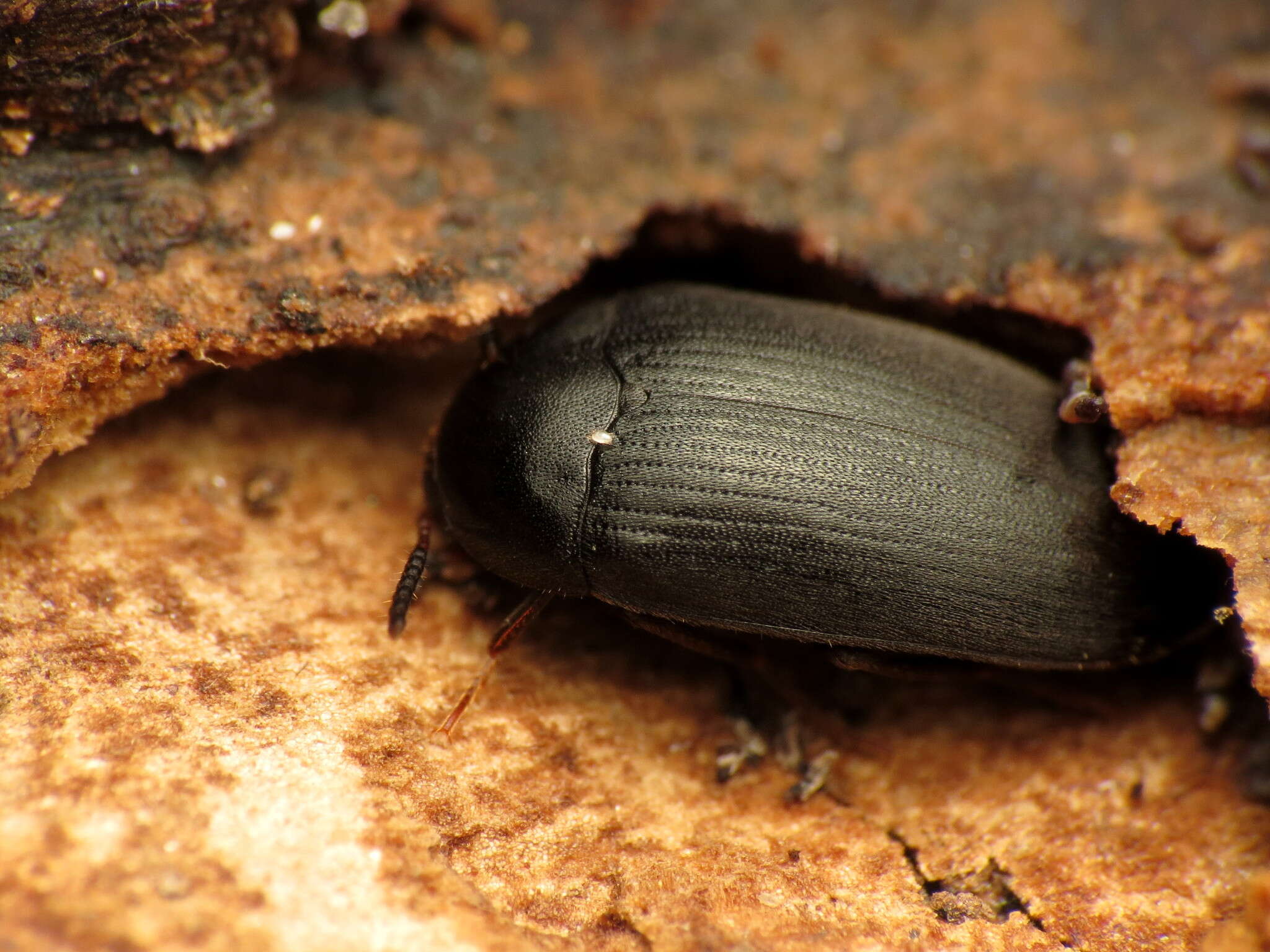 Image of Eustrophopsis bicolor (Fabricius 1798)