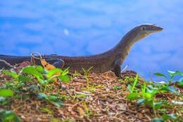 Image of Mertens's Water Monitor