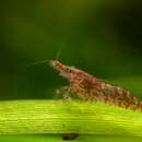 Image of Neocaridina heteropoda