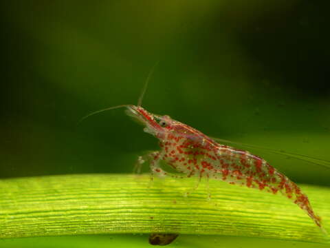 Image of Neocaridina heteropoda