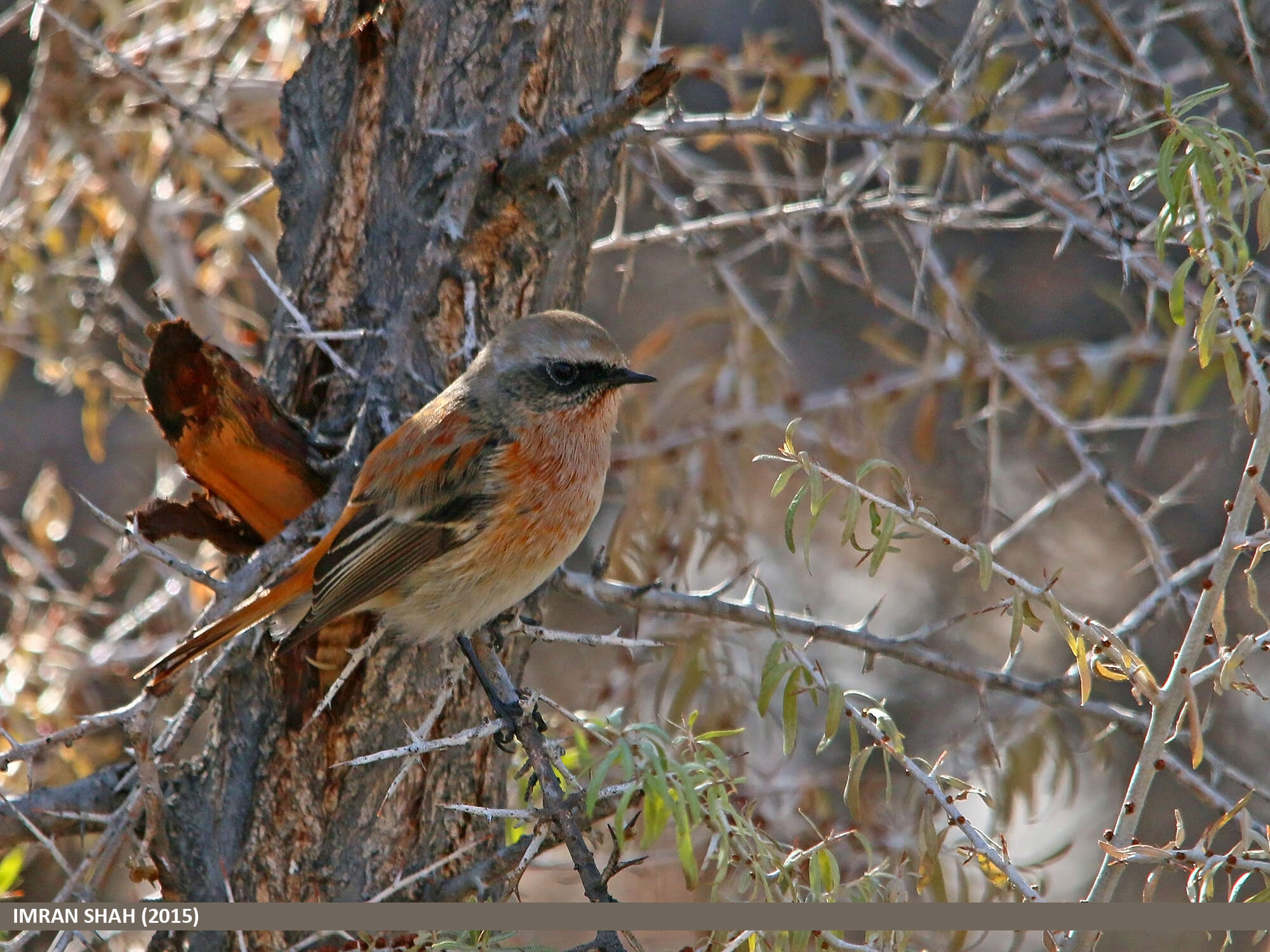 Image of Eversmann's Redstart