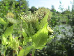 Image of Cabbage Thistle