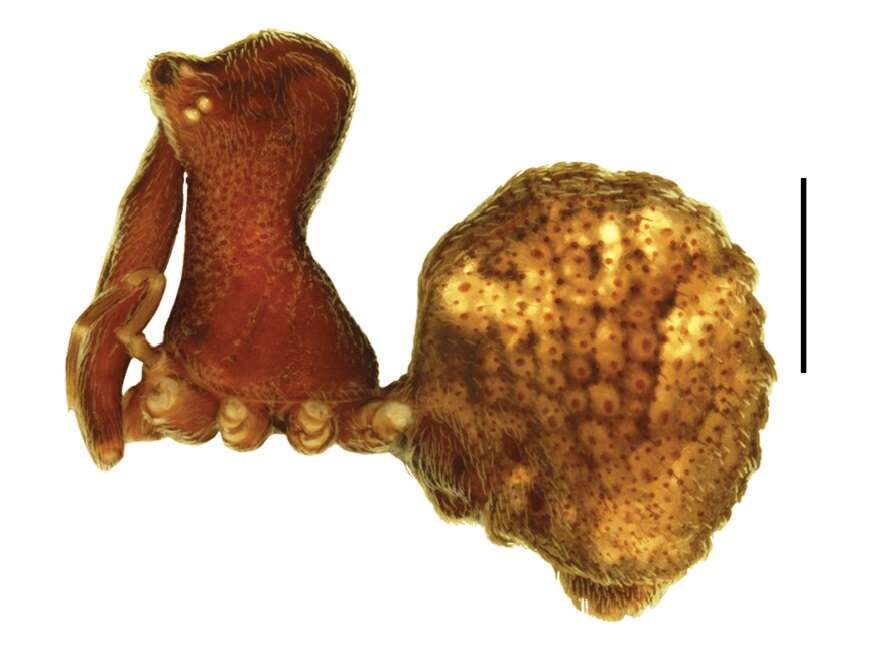 Image of Zephyrarchaea grayi Rix & Harvey 2012