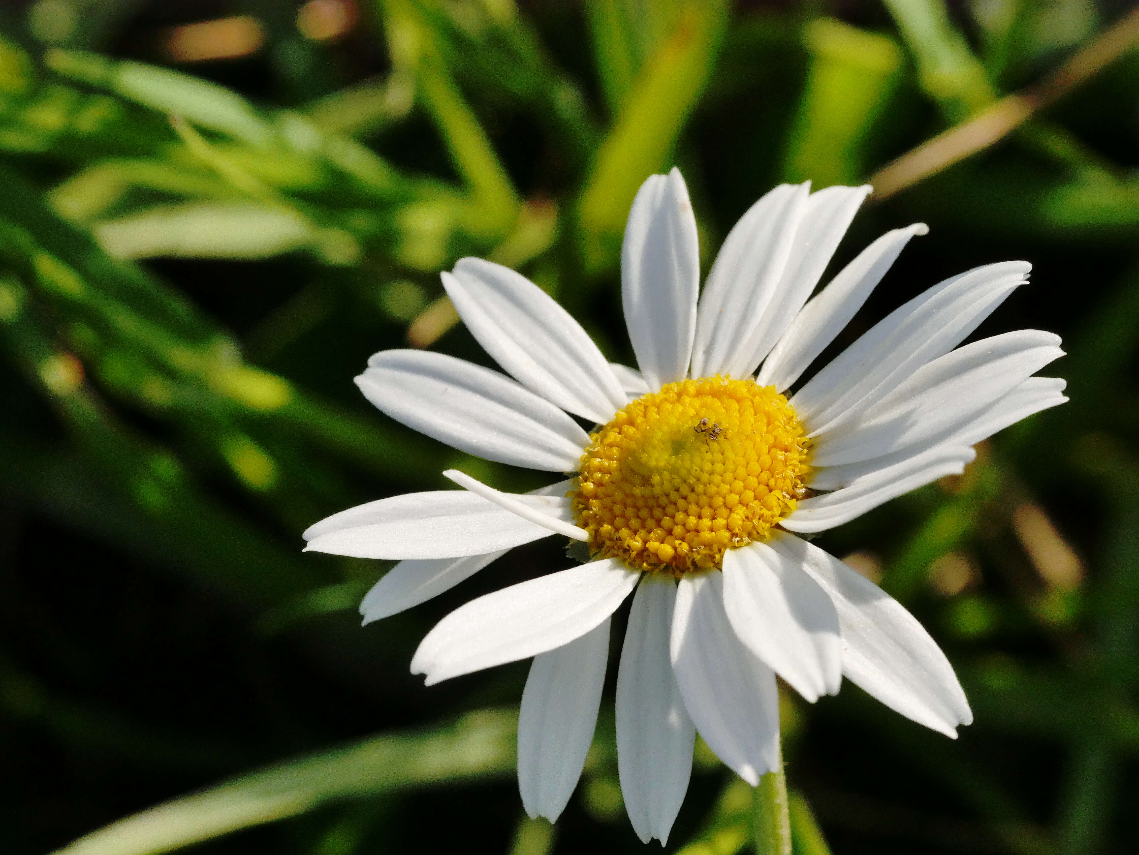 Image of Oxeye Daisy