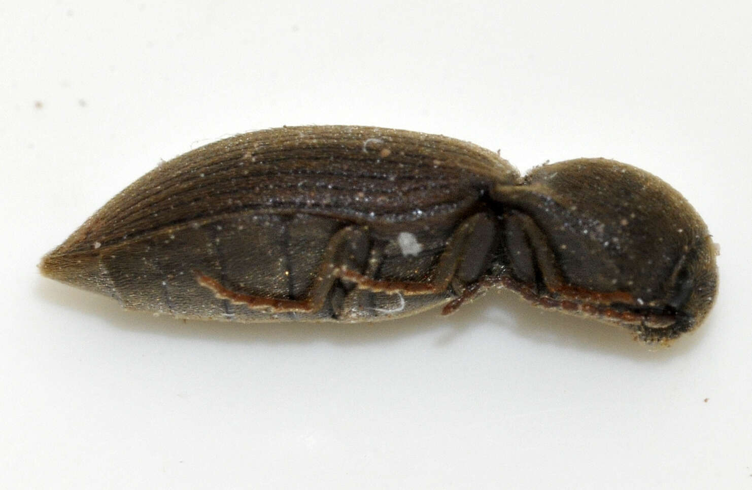 Image of Agriotes obscurus