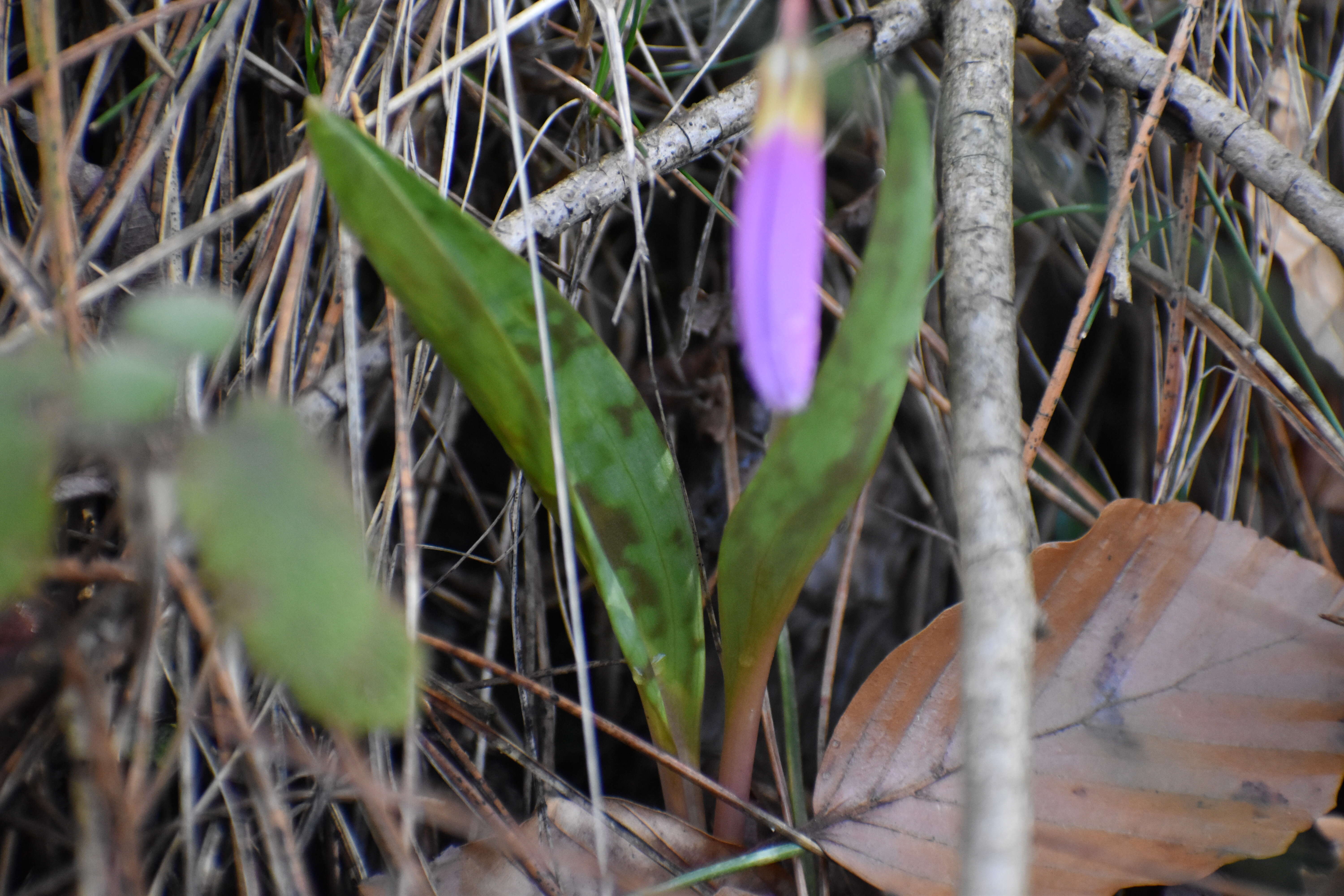 Image of Dog tooth lily