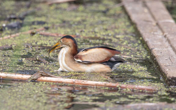 Image of Least Bittern