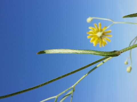 Image of narrowleaf hawksbeard