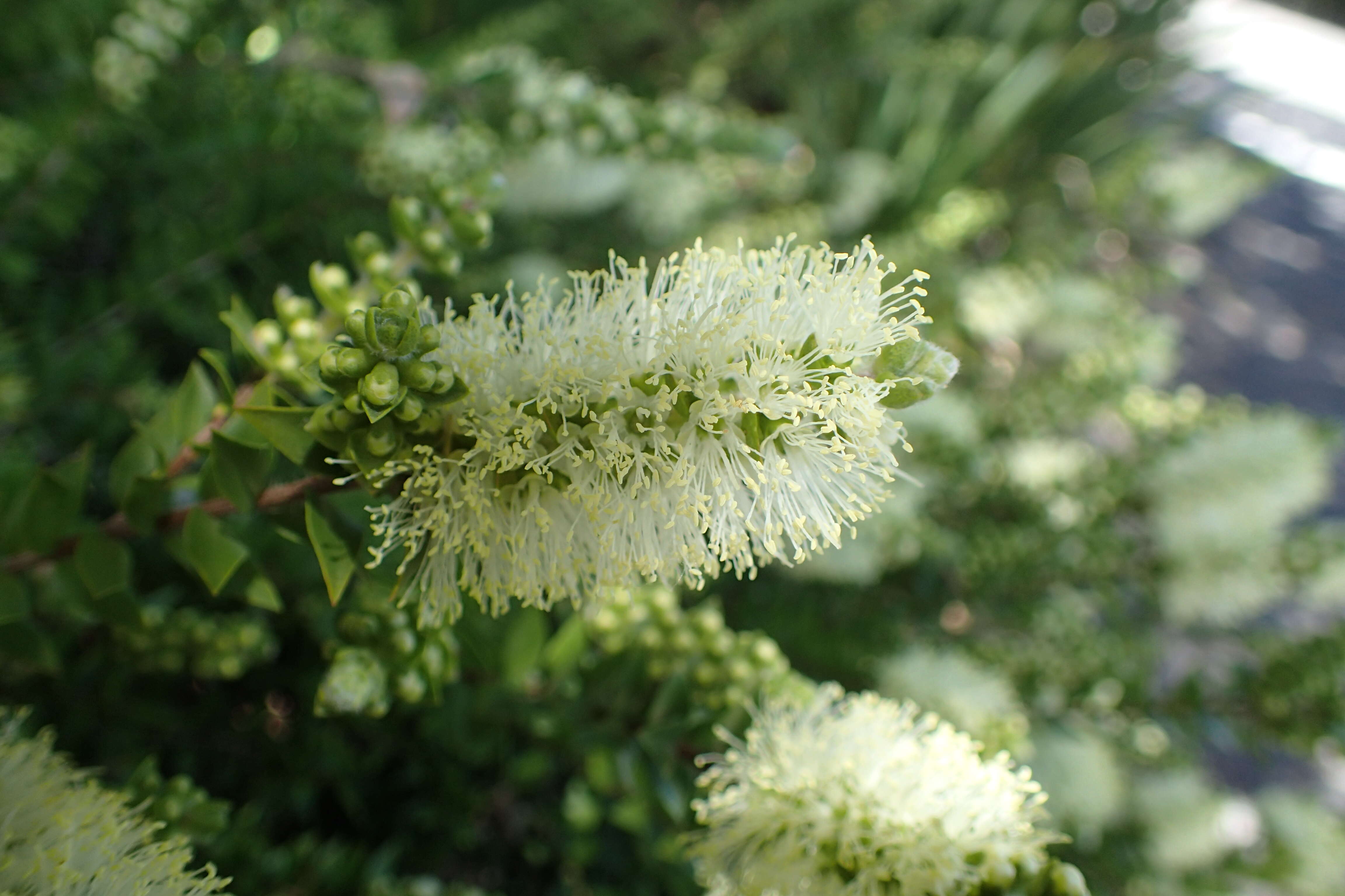 Image of Melaleuca pustulata Hook. fil.