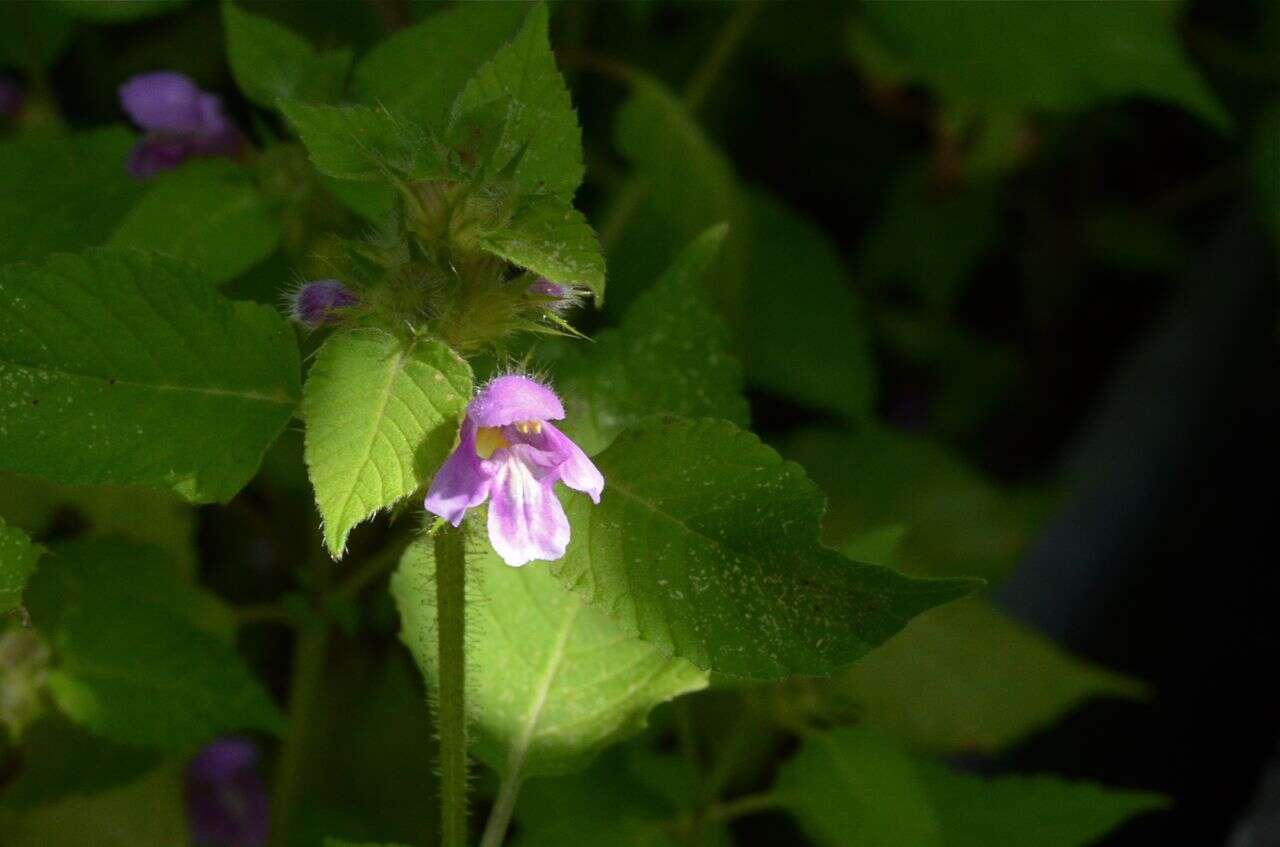 Image of Downy Hemp Nettle