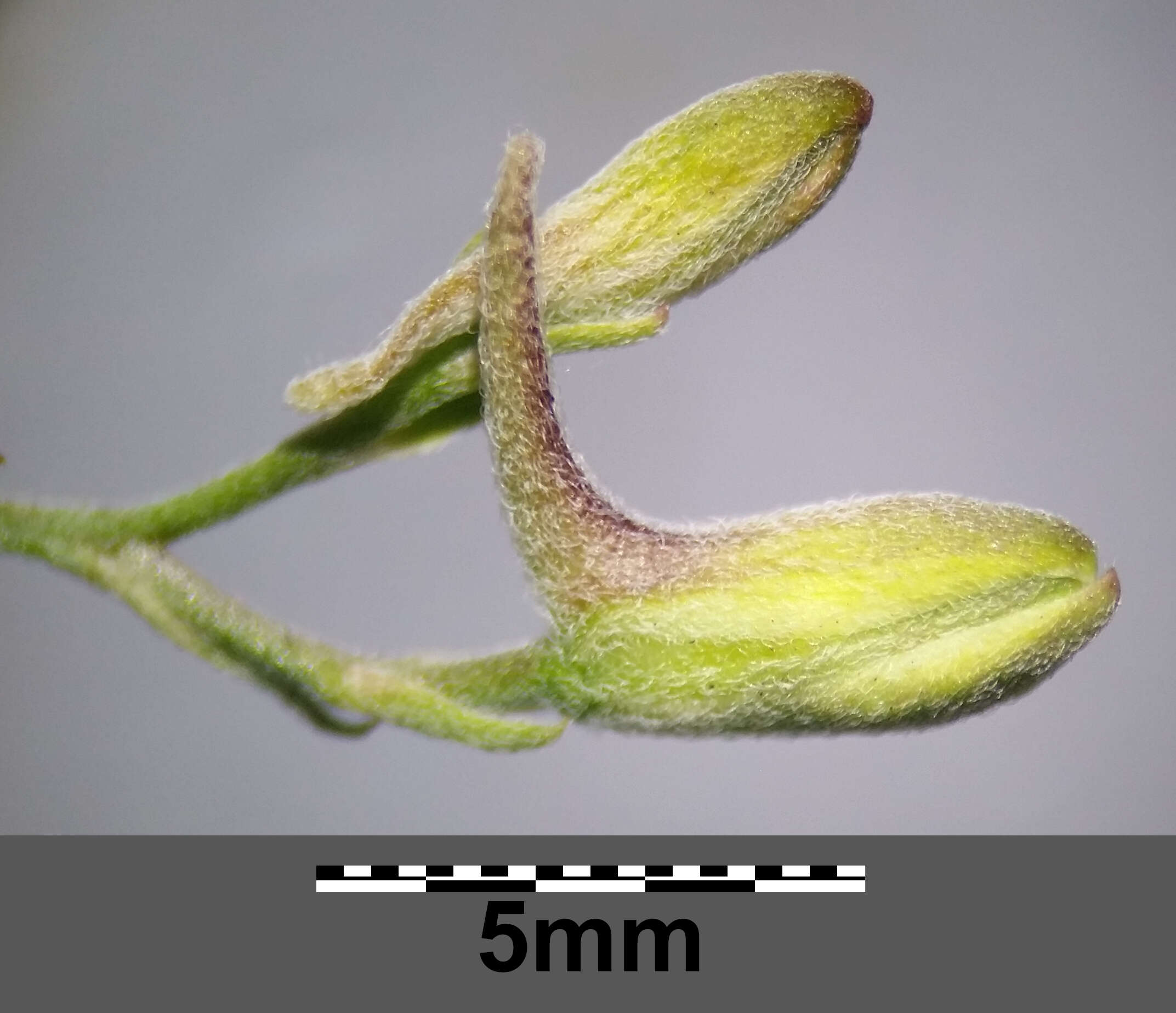 田野飞燕草的圖片