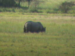 Image of Indian Rhinoceros