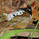 Image of Protogoniomorpha anacardii