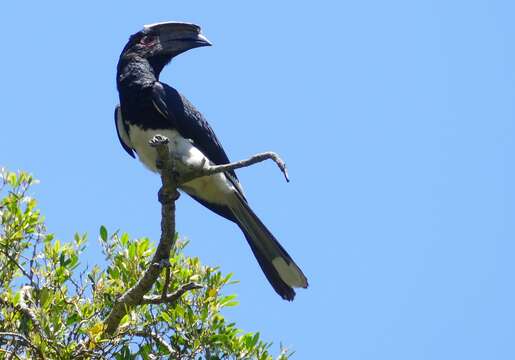 Image of Trumpeter Hornbill