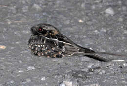 Image of Indian Nightjar