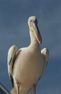 Image of Great White Pelican