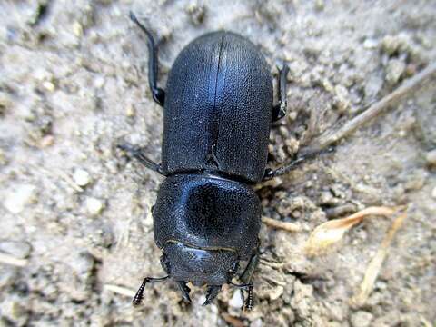 Image of Dorcus parallelipipedus (Linnaeus 1758)