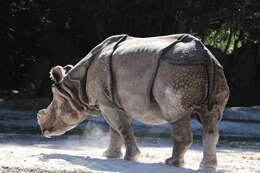 Image of Indian Rhinoceros