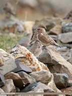 Image of Asian Crimson-winged Finch