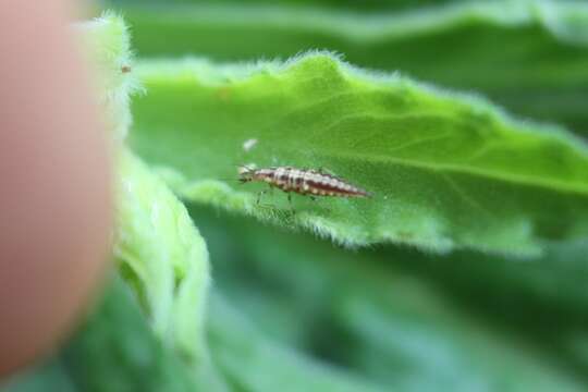 Слика од Micromus tasmaniae (Walker 1860)